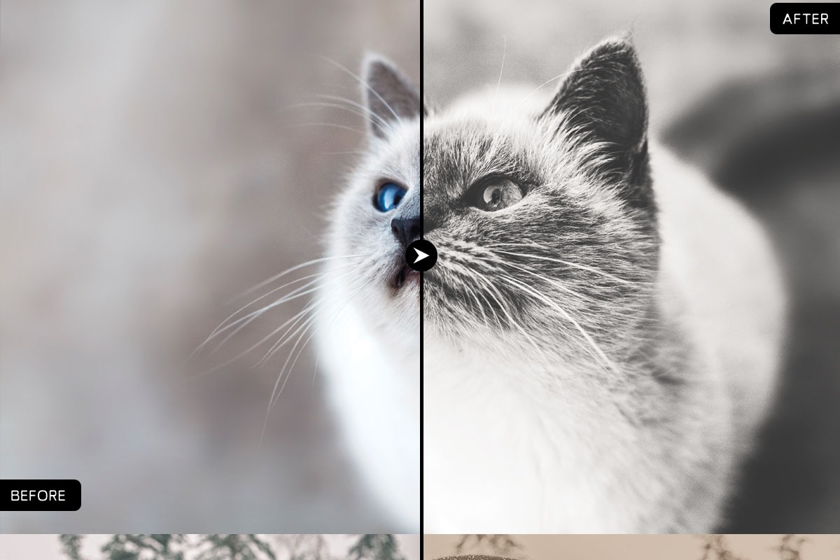 10 Black and White Lightroom Presets Preview 1