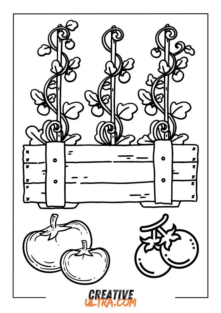 Line drawing of tomato plants in a wooden crate with two pairs of tomatoes below, perfect for a tomato coloring page.