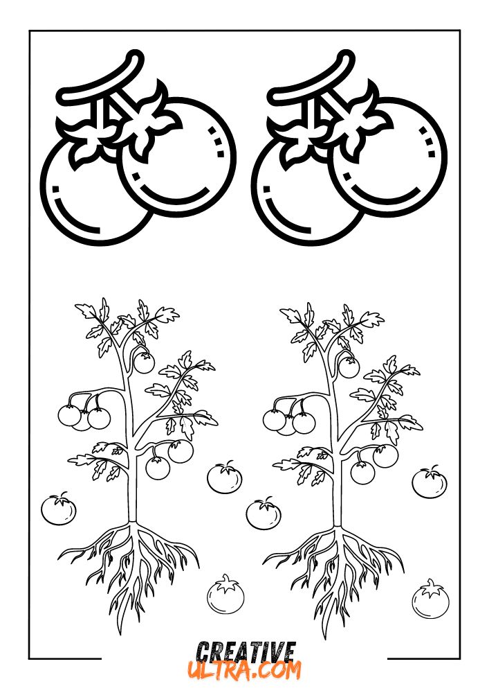 Tomato coloring page: The top features two detailed tomato illustrations, while the bottom showcases vibrant tomato plants with roots and ripe tomatoes.