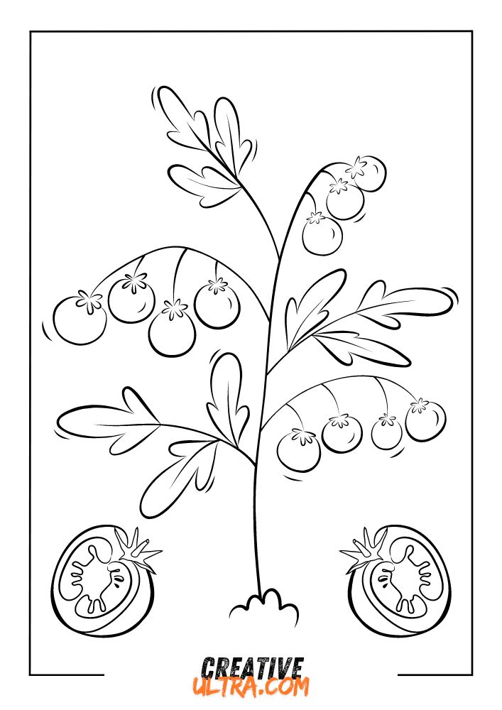 Line art of a tomato plant with ripe tomatoes and two sliced pieces at the bottom, perfect for a tomato coloring page.