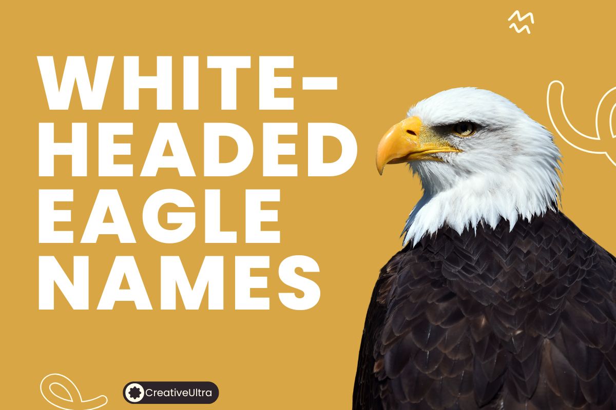 White-Headed Eagle Names