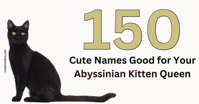 150 Cute Names Good for Your Abyssinian Kitten Queen