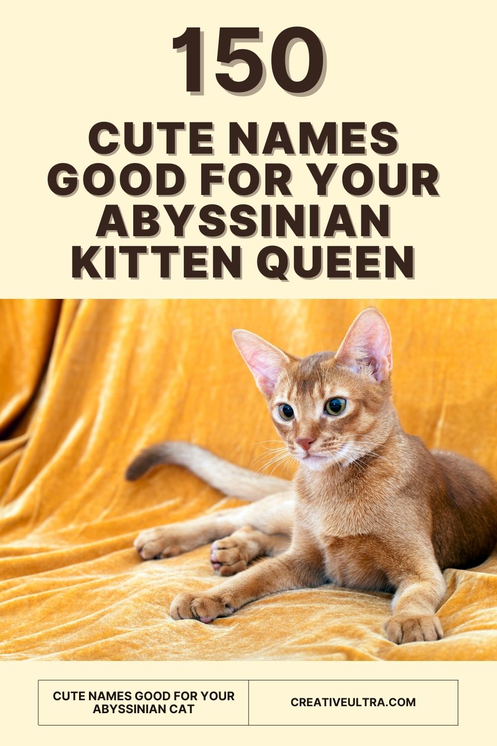 A playful Abyssinian kitten lies on a soft, gold velvet blanket. Text above reads "150 Cute Names Good for Your Abyssinian Kitten Queen."