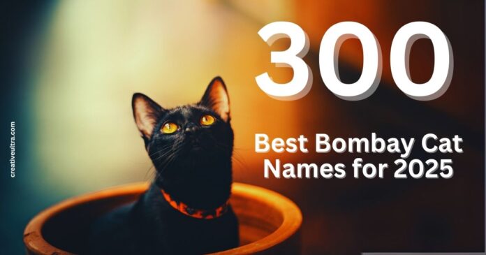 300+ Best Bombay Cat Names for 2025