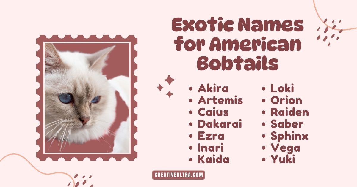 Close-up of a Siamese cat with blue eyes on a red background. Text: "Exotic Names for American Bobtails" with a list of names like Akira and Sphinx.