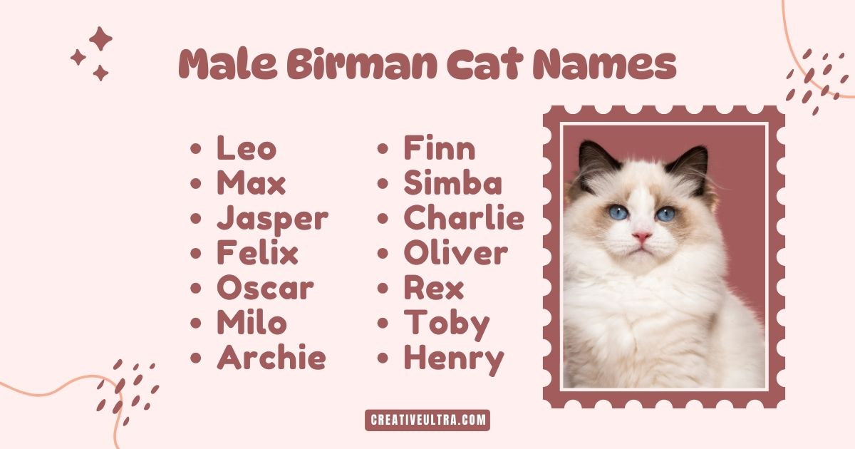 Image of a fluffy Birman cat with blue eyes on a stamp-like frame. Surrounding text lists male Birman cat names: Leo, Max, Felix, and others. Warm tone.