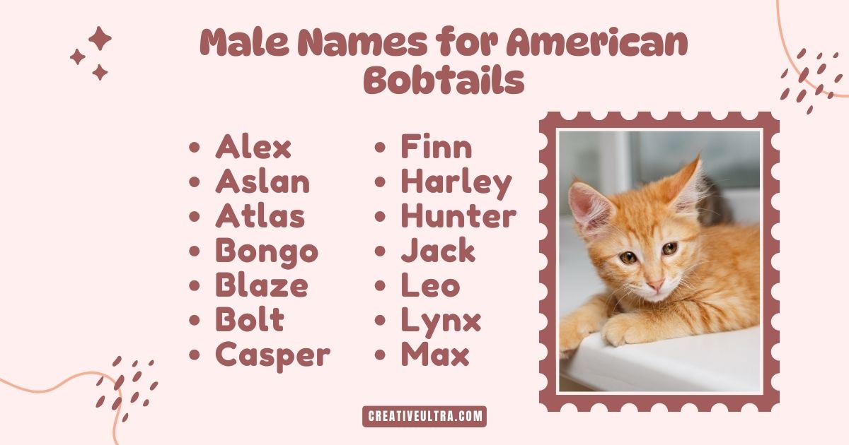 List of male names for American Bobtails next to a photo of an orange kitten lying down. Names include Alex, Atlas, and Leo. Warm, playful theme.